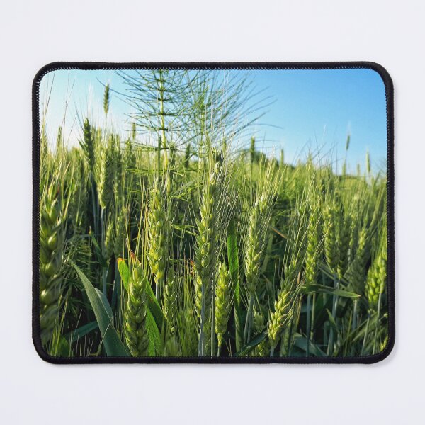 Item preview, Wheat, Sot designed and sold by SasaSafarik95.