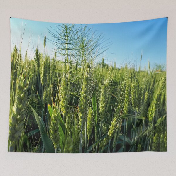 Item preview, Wheat, Sot designed and sold by SasaSafarik95.