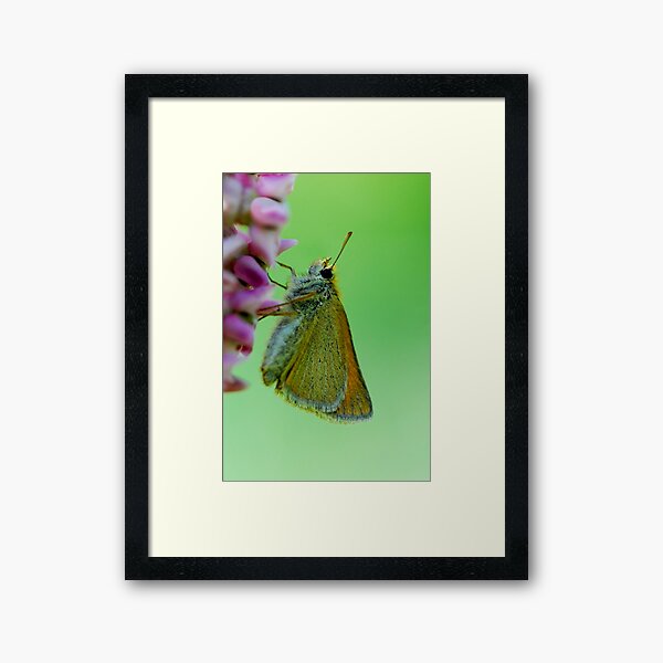 Skipper Framed Art Print