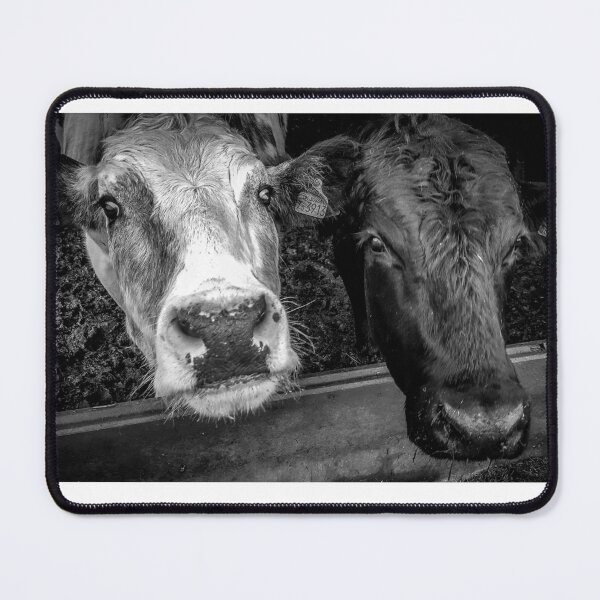 Item preview, Two Cows designed and sold by Opticalrecep39.