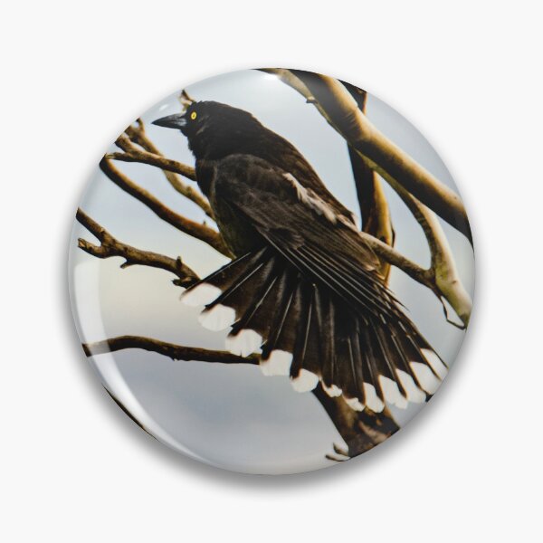 Item preview, A beautiful bird - the Australian Pied Currawong designed and sold by imaginethis.