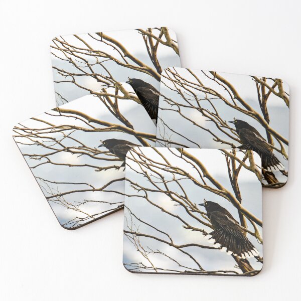 Item preview, A beautiful bird - the Australian Pied Currawong designed and sold by imaginethis.