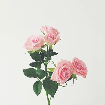 Artwork thumbnail, Spring Roses by Cassia Beck