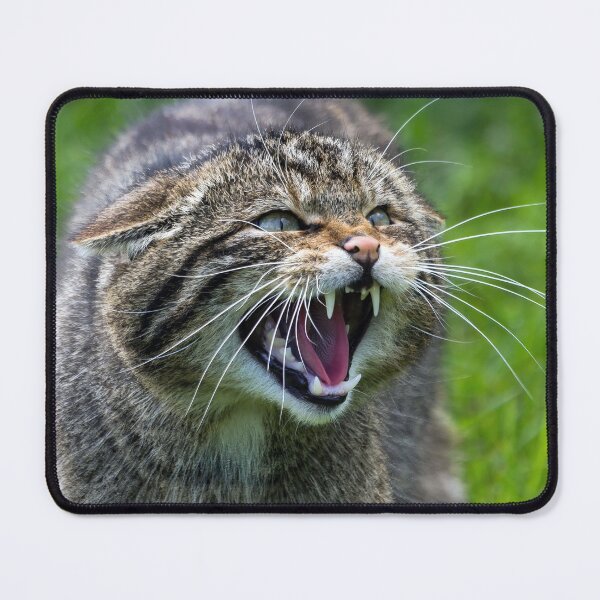 Item preview, The Scottish Wildcat designed and sold by Tom McPherson Photography.