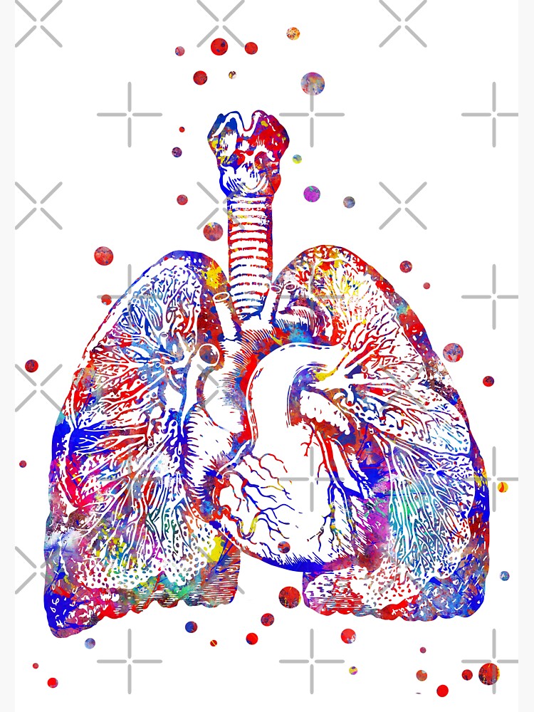 Heart And Lungs Xray Artwork Stock Image P5700040