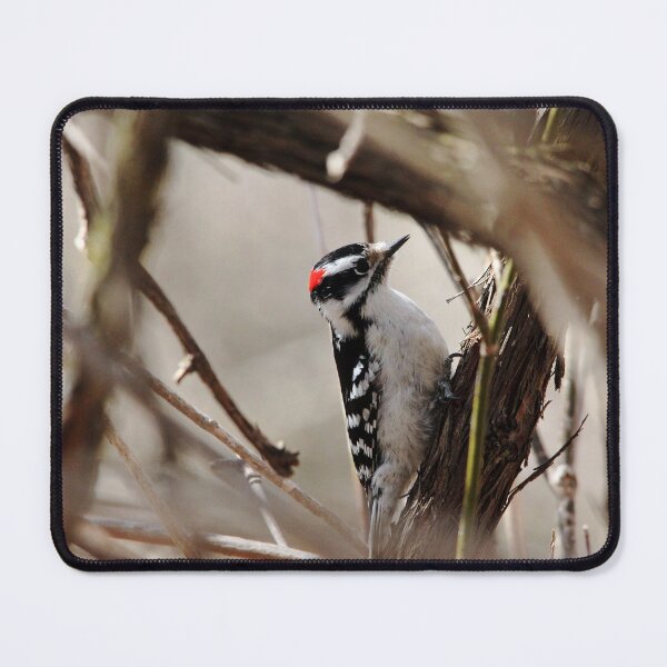 Item preview, Framed Downy designed and sold by Debbie Oppermann.