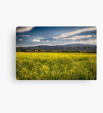 Blooming Yellow Mustard in Napa Valley Canvas Print