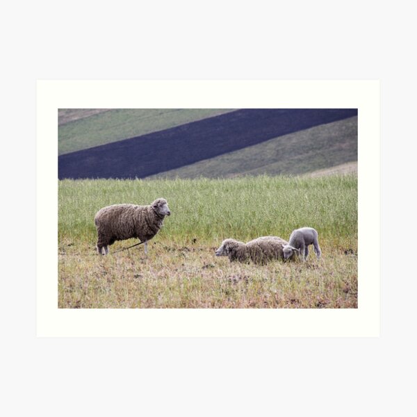 Family of three sheep lambs grazing in Ecuador rural farm meadow Art Print