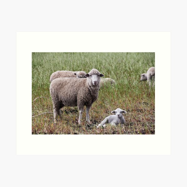 Sheep with baby lamb facing camera in farm field, Ecuador Art Print