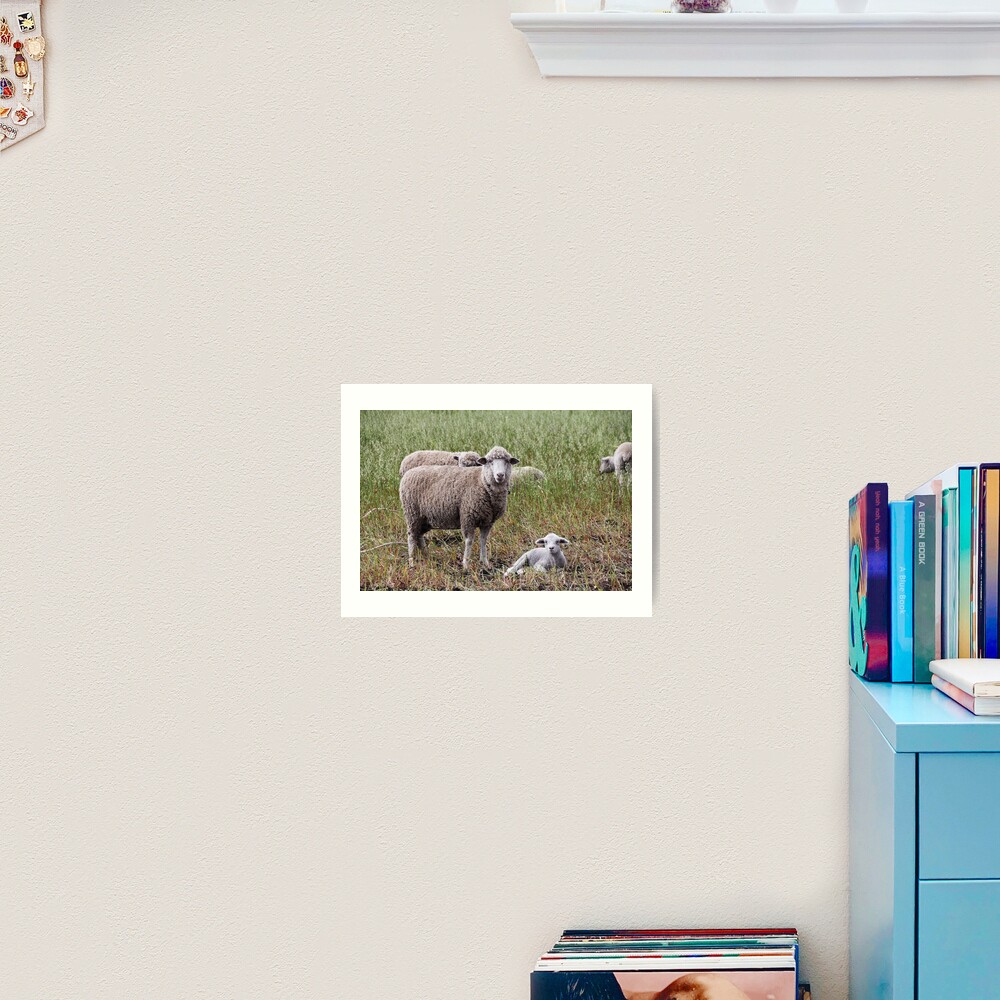 Sheep with baby lamb facing camera in farm field, Ecuador Art Print