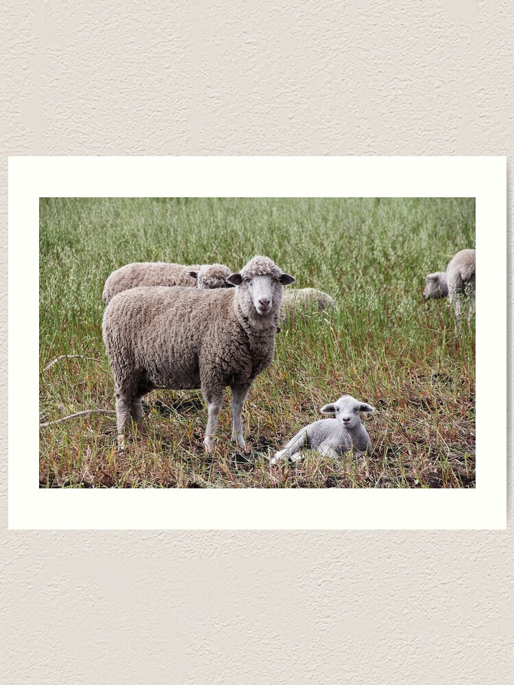 Alternate view of Sheep with baby lamb facing camera in farm field, Ecuador Art Print