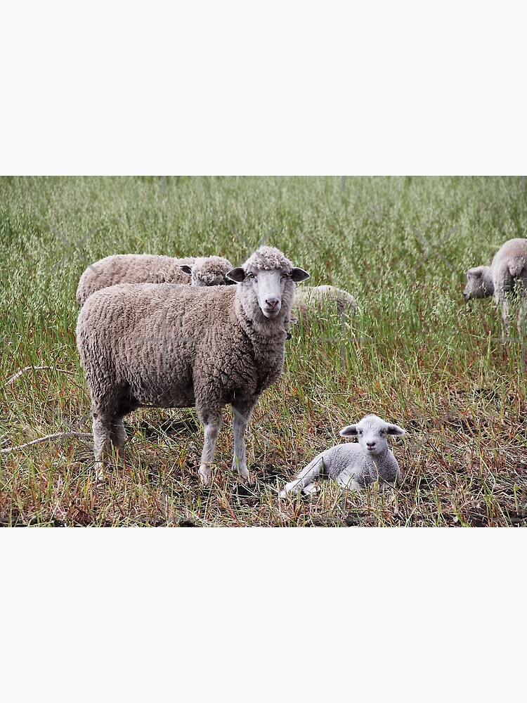 Sheep with baby lamb facing camera in farm field, Ecuador by kpander