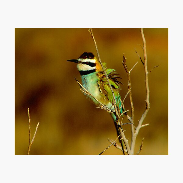 White-throated Bee-Eater Photographic Print