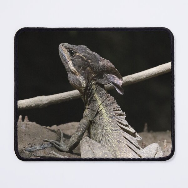 Item preview, Common Basilisk (AKA Jesus Lizard) designed and sold by TigerGirl808.