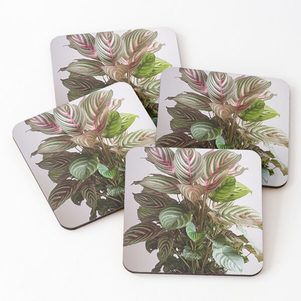 Item preview, Prayer Plant designed and sold by DigitizedArt.