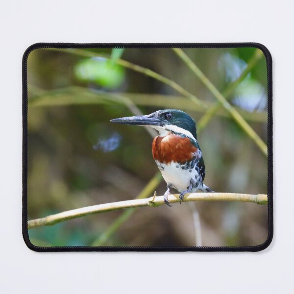 Item preview, Perched Belted Kingfisher designed and sold by TigerGirl808.