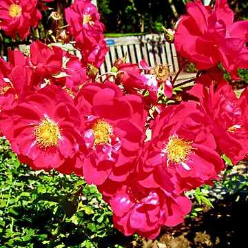 Artwork thumbnail, Red Roses by Shulie1
