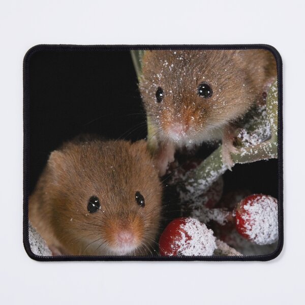 Item preview, Harvest Mice on christmas holly designed and sold by RedGrouse.