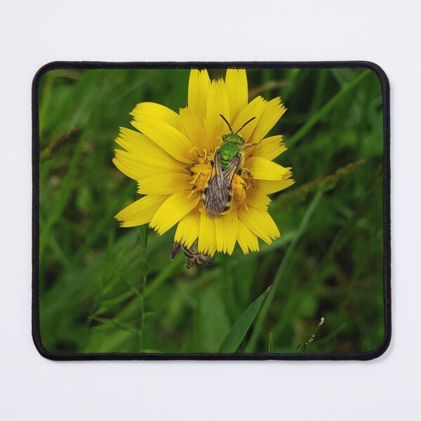 Item preview, Native bee of the PNW designed and sold by MeadowGoblin.