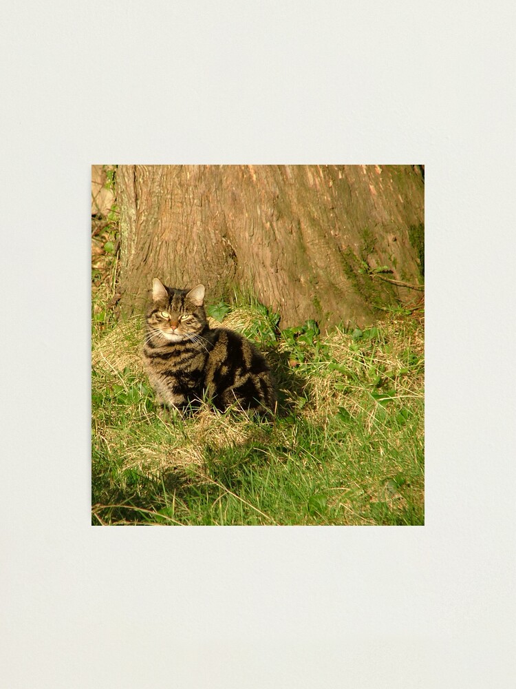 Alternate view of The Cat Photographic Print