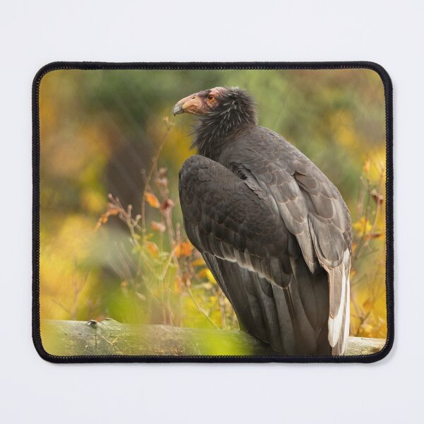 Item preview, Autumn Condor designed and sold by DWMMPhotography.