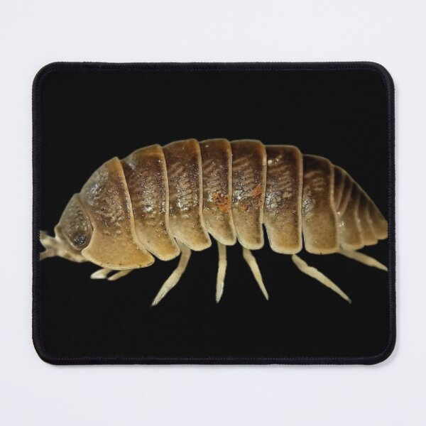 Item preview, "Rubber ducky isopod" cute oil painting of isopod. designed and sold by Obinne.