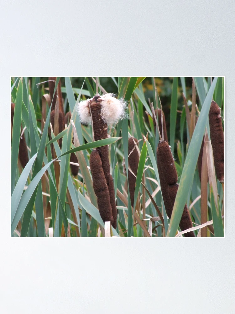 Imagen 1 de 3, Póster con la obra Bull Rushes, diseñada y vendida por Sandra Mangnall.