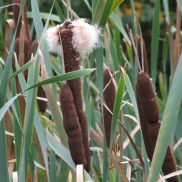 Imagen de la obra Bull Rushes de Sandra Mangnall