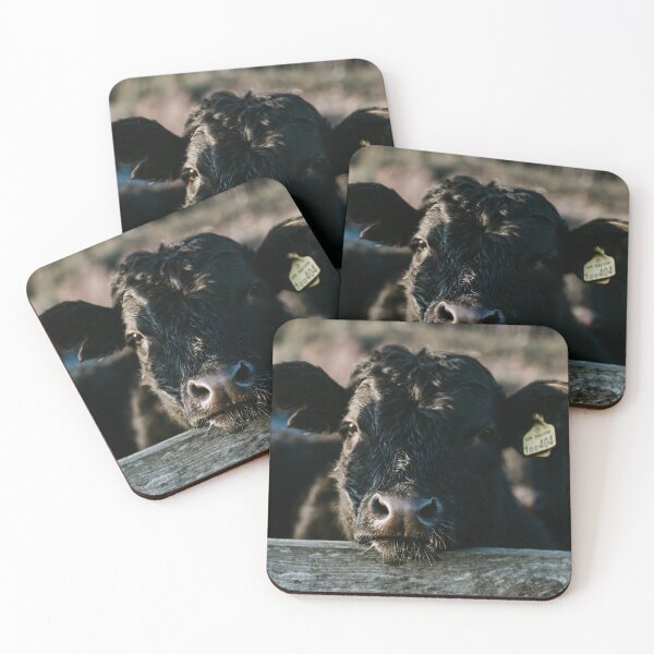 Item preview, Angus Cow Photo designed and sold by TheAnimalZ00.