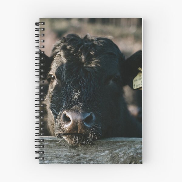 Item preview, Angus Cow Photo designed and sold by TheAnimalZ00.