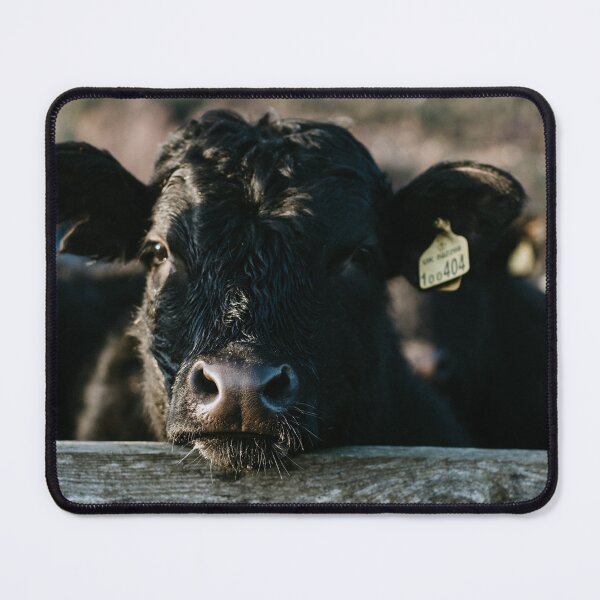Item preview, Angus Cow Photo designed and sold by TheAnimalZ00.