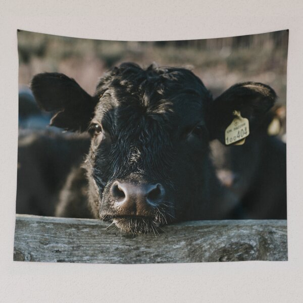 Item preview, Angus Cow Photo designed and sold by TheAnimalZ00.
