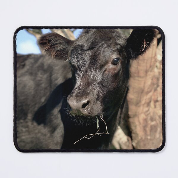 Item preview, Angus Cow  designed and sold by TheAnimalZ00.