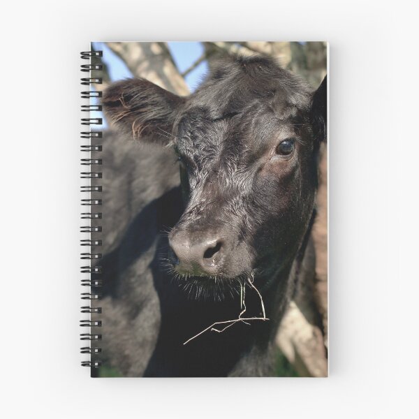 Item preview, Angus Cow  designed and sold by TheAnimalZ00.
