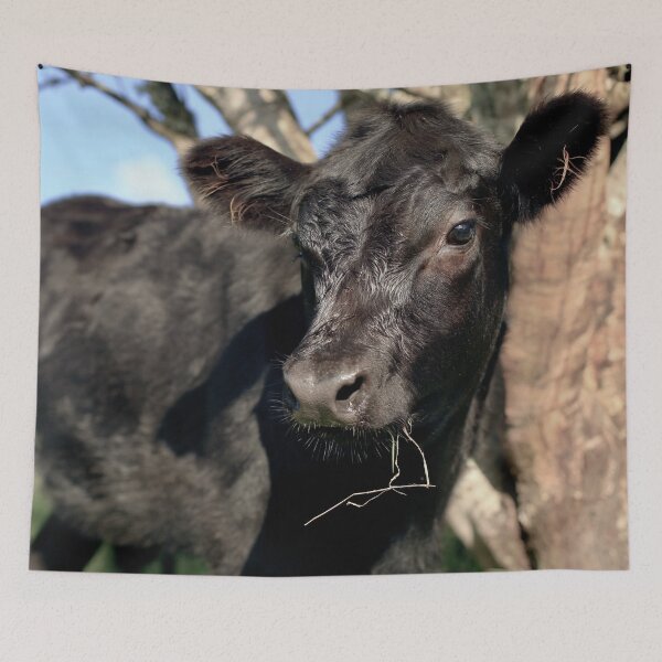 Item preview, Angus Cow  designed and sold by TheAnimalZ00.