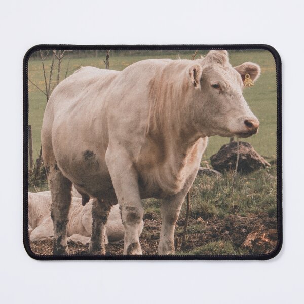 Item preview, Charolais Cows designed and sold by TheAnimalZ00.