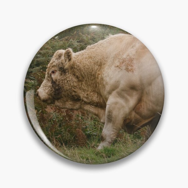 Artikelvorschau, Charolais-Kuh-Foto entworfen und verkauft von TheAnimalZ00.