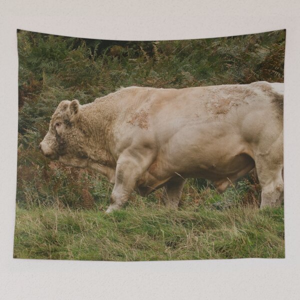 Artikelvorschau, Charolais-Kuh-Foto entworfen und verkauft von TheAnimalZ00.