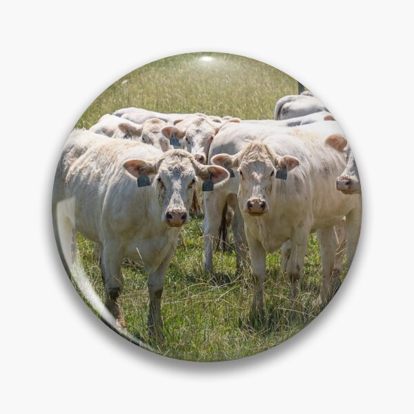 Artikelvorschau, Charolais-Rinderfoto entworfen und verkauft von TheAnimalZ00.