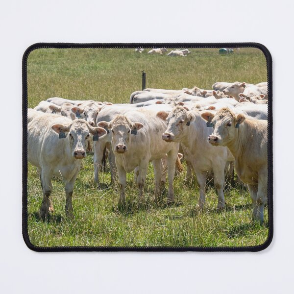 Item preview, Charolais Cattle Photo designed and sold by TheAnimalZ00.