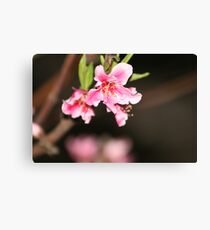 Peach Blossom Canvas Print