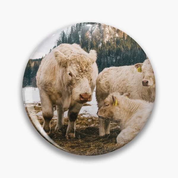 Artikelvorschau, Charolais-Kühe Foto entworfen und verkauft von TheAnimalZ00.