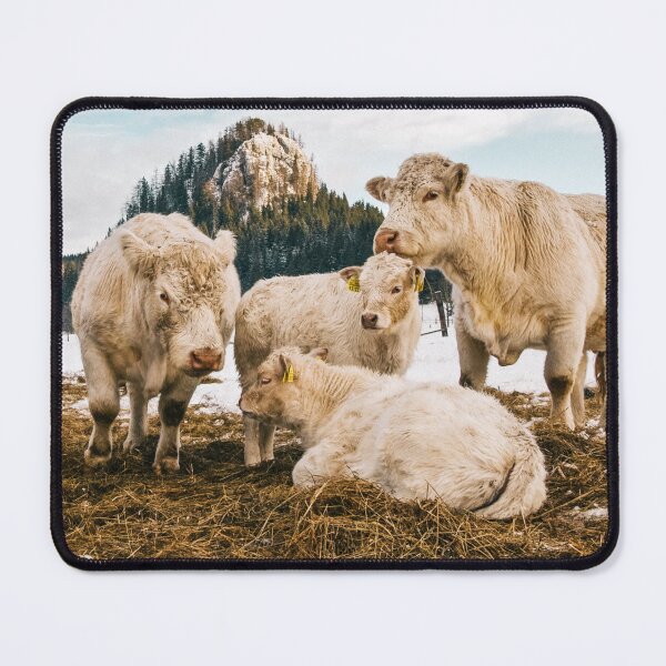 Item preview, Charolais Cows Photo designed and sold by TheAnimalZ00.
