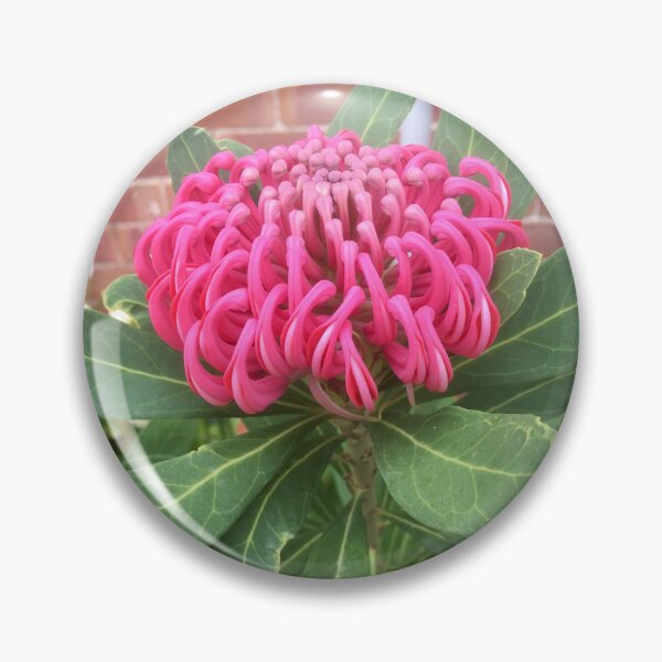 Artikelvorschau, Australische Waratah entworfen und verkauft von MaureenBoyle.