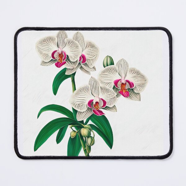 Item preview, Beautiful Phalaenopsis Orchid designed and sold by LanaGustavsson.