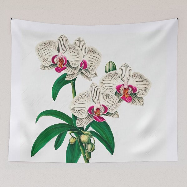 Item preview, Beautiful Phalaenopsis Orchid designed and sold by LanaGustavsson.