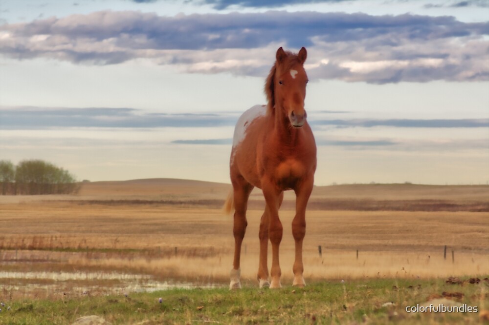"Stand alone Horse on the Prairies" by colorfulbundles Redbubble