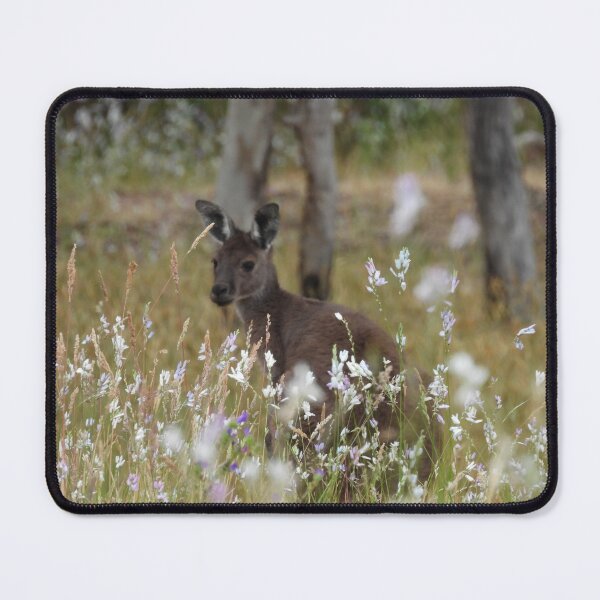 Item preview, Western Grey Kangaroo in a field of African Corn Lilies designed and sold by Claire L Page Photography.