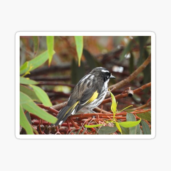 Item preview, New Holland Honeyeater sitting in a Gum Tree designed and sold by Claire L Page Photography.