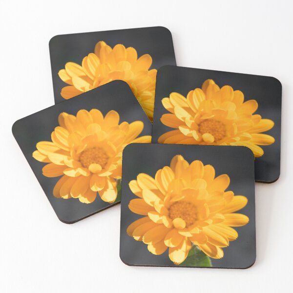 Item preview, Common Marigold designed and sold by Calidris Fotografie Steffi & Ben Köppler.